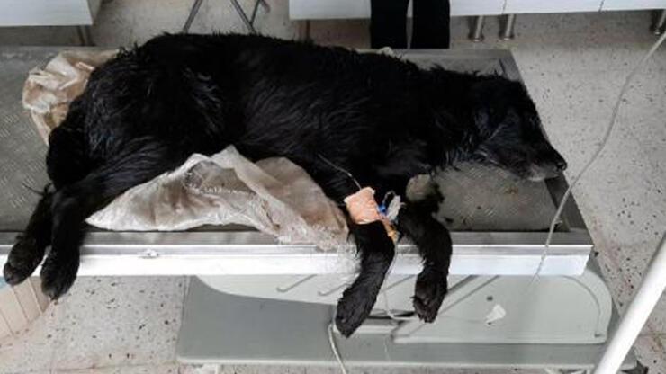 Bodrum'da 2'si ölü 1'i baygın 3 köpek bulundu