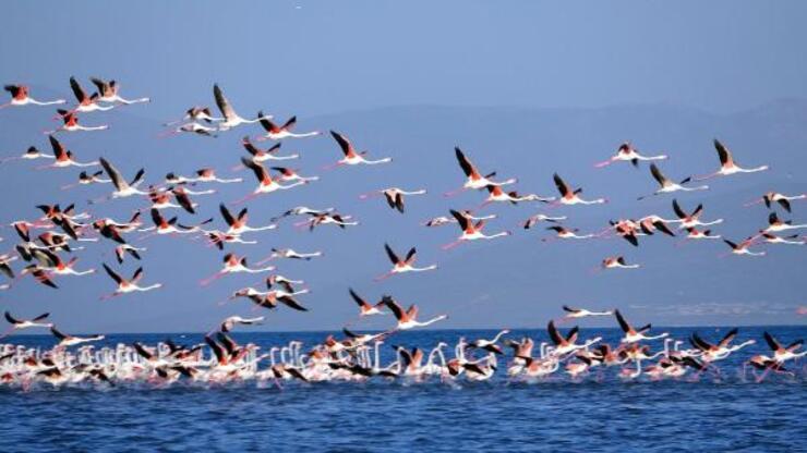 Çelebibağ Flamingo Alanı, 'kesin korunacak hassas alan' ilan edildi