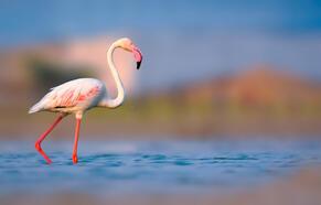 Kahve Falında Flamingo Ne Anlama Gelir? Falda Kelebek Şekli Görmek Ne Demek, Anlamı Nedir?