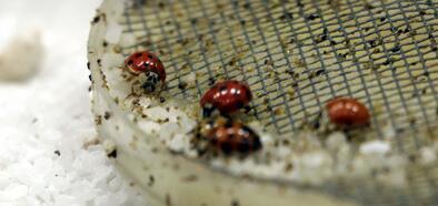 Gaziantep’te 'Uğur Böceği' bahçesi açıldı