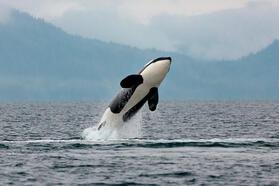 Teknelere yönelik katil balina saldırılarındaki artış araştırılıyor: Sebebi intikam olabilir...