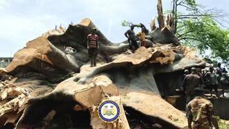 Sierra Leone’nin sembolü 200 yıllık ağaç fırtınada devrildi