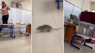 Oy kullanılan okulda fare alarmı