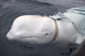Casus balina İsveç kıyılarında
