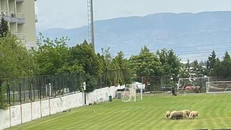 Denizlispor'un sahasında koyun otluyor