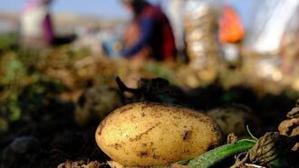 Mayıs'ta en çok patates pahalandı