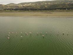 Kuraklıkla boğuşan Burdur Gölü'nde Flamingoların dansı