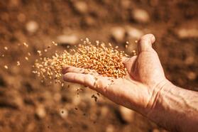 Buğday fiyatları açıklandı mı, ne zaman açıklanacak? 2023 TMO buğday fiyatları ne kadar olacak?