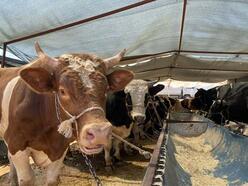 Bakanlık: Hayvancılık işletmelerine 11 milyon TL'den fazla hibe sağlandı