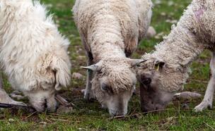 İtalya’nın Sardinya'yı 'kurtarmak için' Kırgızistan'dan çoban istihdam edecek