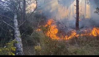 Sultangazi Kent Ormanı'ndaki yangın söndürüldü: Yaklaşık 10 dönüm alan kül oldu
