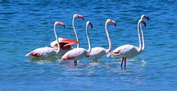 Flamingolar kuruma tehlikesi bulunan Burdur Gölü'nde