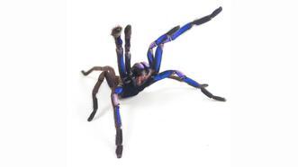 Yeni bir tarantula türü keşfedildi: Doğada nadir görülen mavi renge sahip!