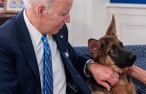 11'inci vaka: Biden'ın köpeği 'Commander', bir Gizli Servis personelini daha ısırdı