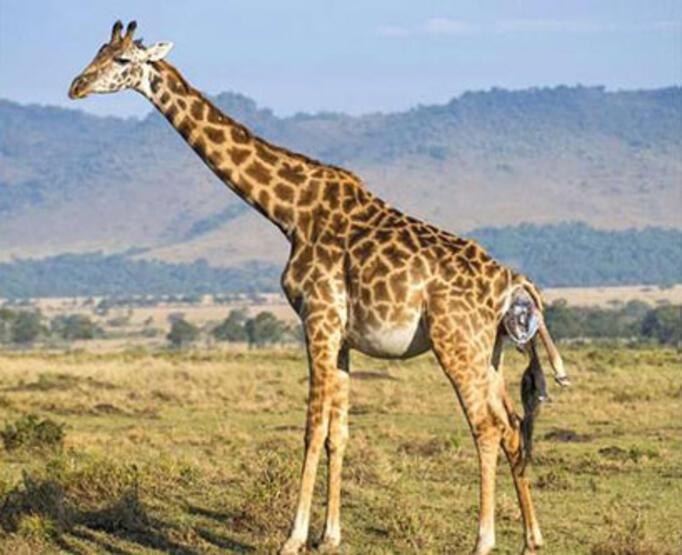 Kenya'da bir zürafanın doğum anı