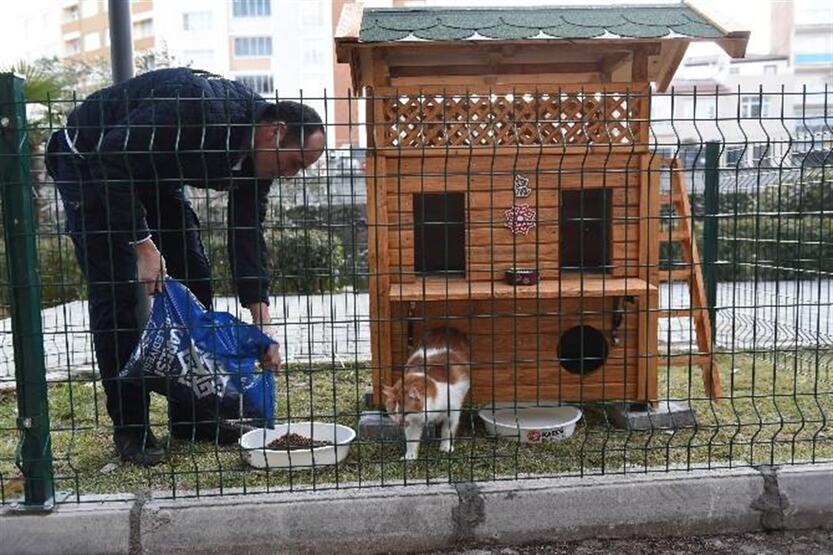 Balıkesir'de  sokak kedilerine dubleks ev