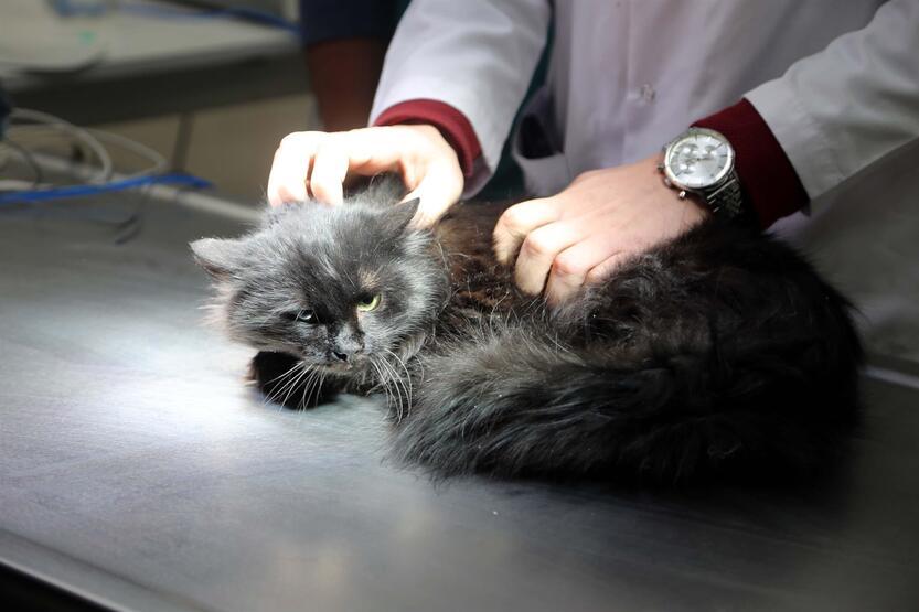 Diyaframı yırtılan kediye ameliyat