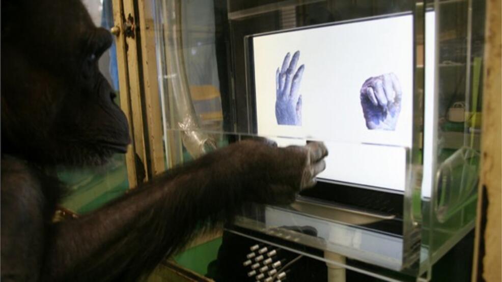 Şempanzeleri hafife almayın... Onlarla taş-kağıt-makas oynayın