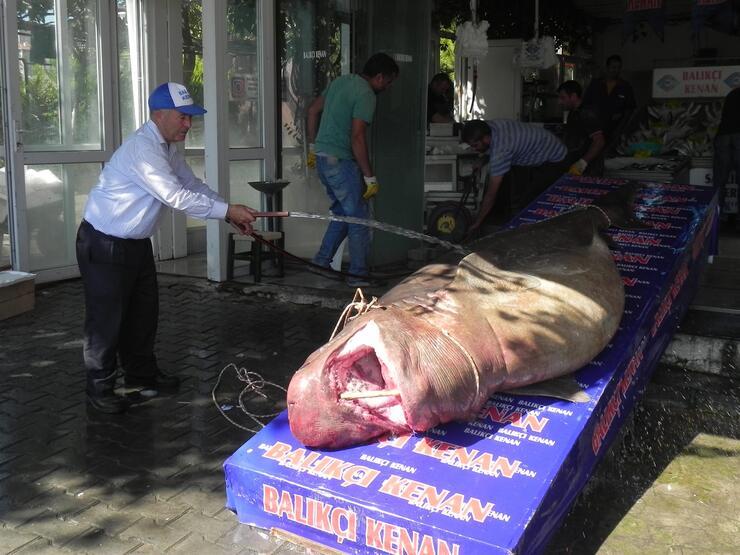 Marmara Denizi'nde 1 ton 200 kilo ağırlığındaki köpek balığı yakaladı