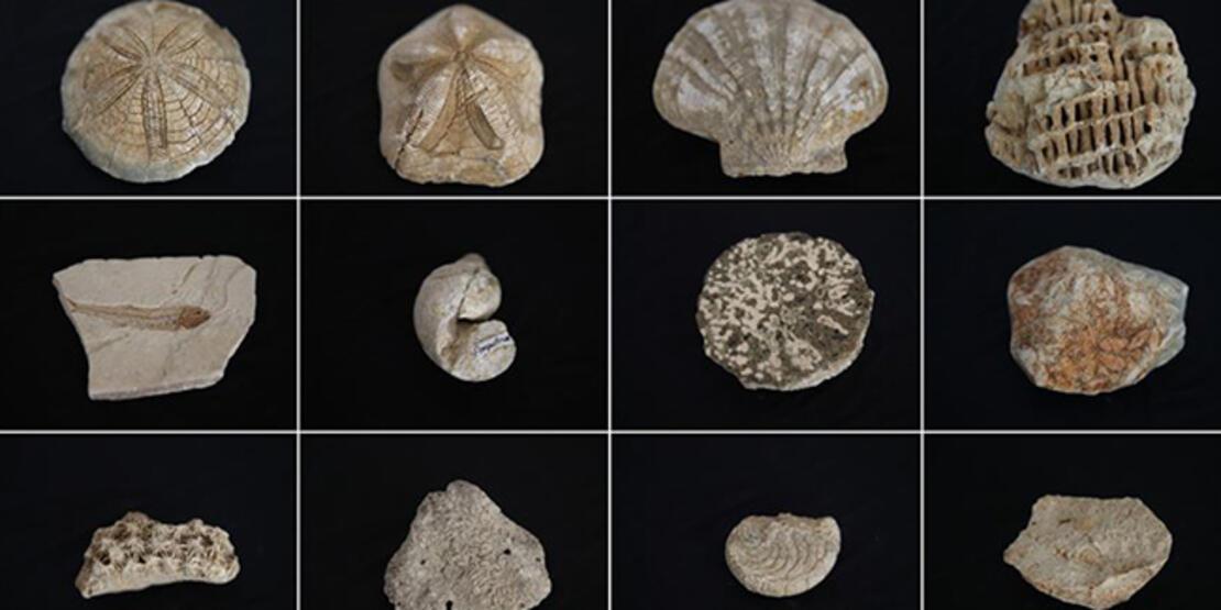 Biyoloji öğretmeninin 'fosil koleksiyonu'