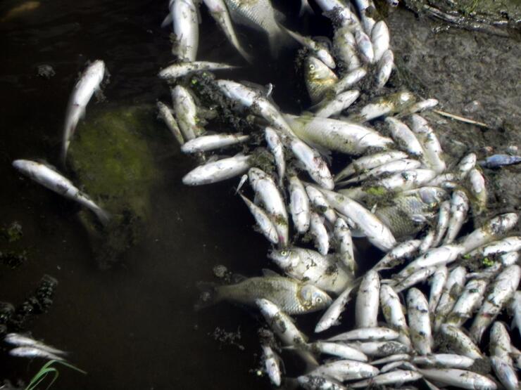 Son dakika... Lüleburgaz Deresi'nde korkutan balık ölümleri
