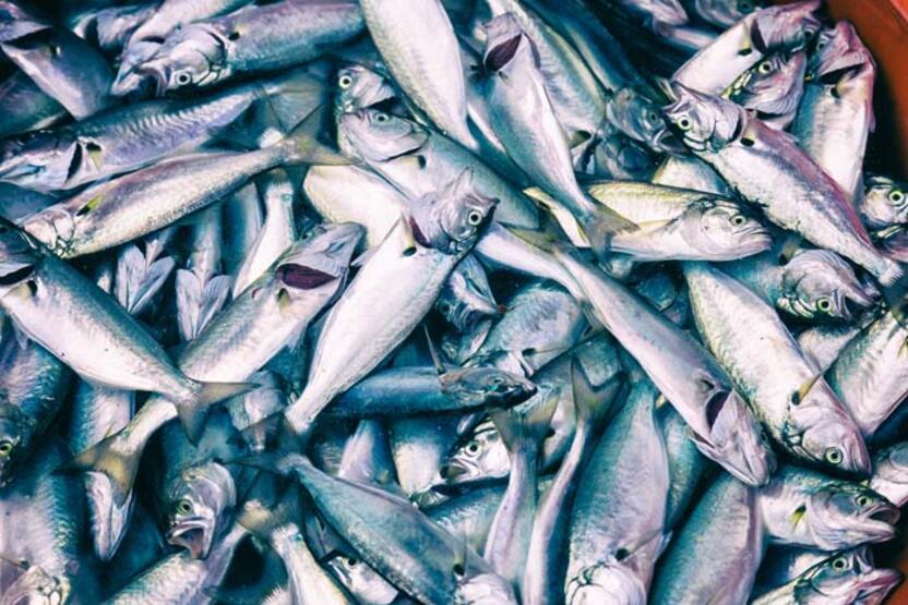 Hangi balık ne zaman yenmeli, nasıl tüketilmeli?