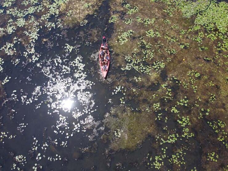 Yeşilin binbir tonunun suya karıştığı güzellik: Karacabey Longozu
