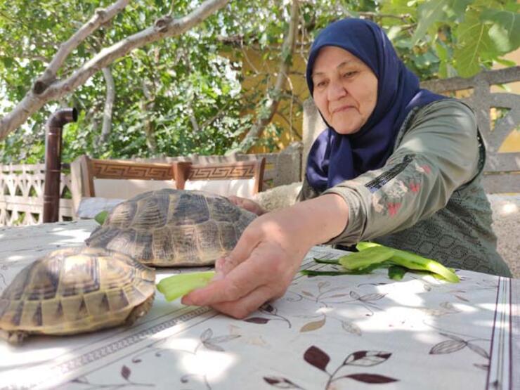 71 yaşındaki Zekiye Artut bahçesindeki 3 kaplumbağaya özenle bakıyor