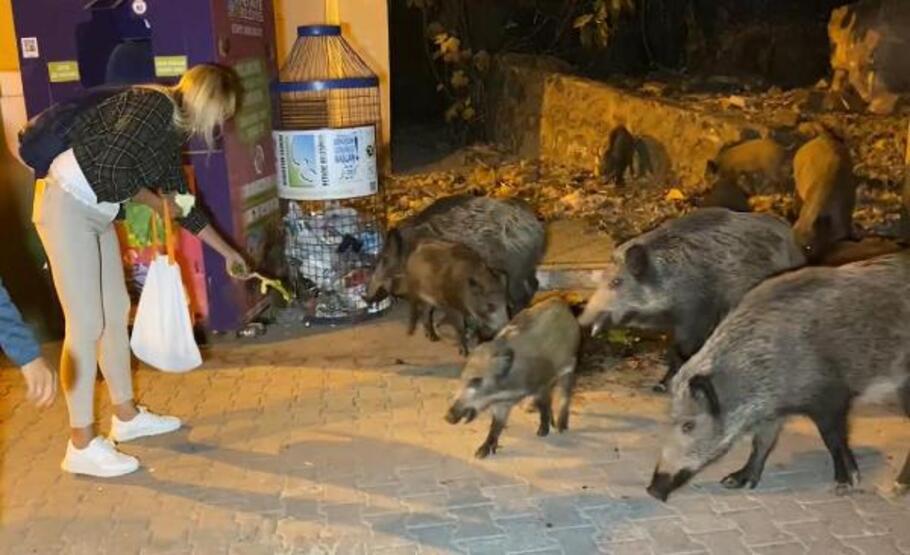 Fethiye merkezine inen domuzları, turistler ve halk elleriyle besliyor