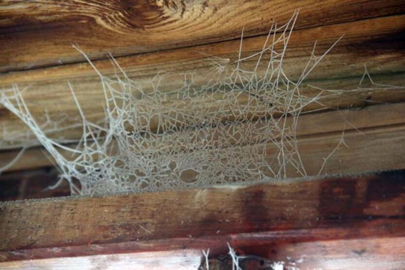 Eksi 15 dereceyle buz kesti; örümcek ağı bile dondu