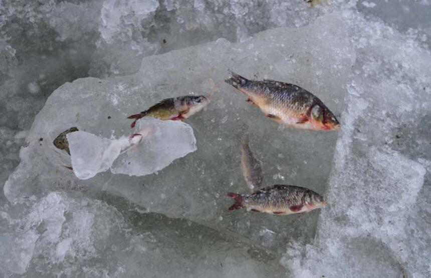 İnanılmaz görüntü: Göldeki balıklar suyla beraber dondu