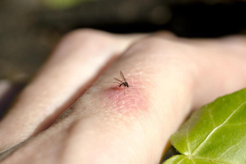 Sivrisinekler, hangi insanları daha çok ısırıyor?