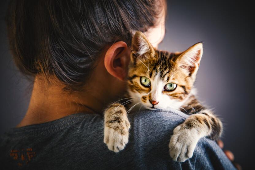 Araştırma: Neden kediler kendilerini sevmeyen insanları seviyor?
