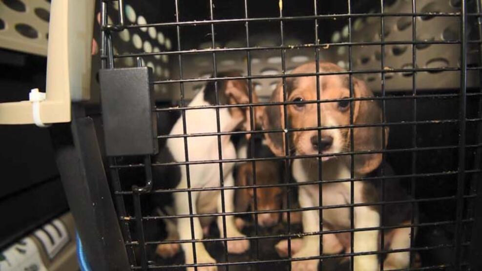 ABD’de 4 bin “Beagle” kobay olmaktan kurtarıldı  