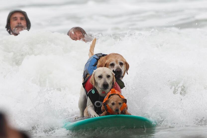Sörf şampiyonasında köpekler yarıştı
