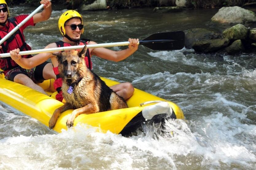 Bursa’da rafting parkurunun parlayan yıldızı: Alman kurt köpeği Leo