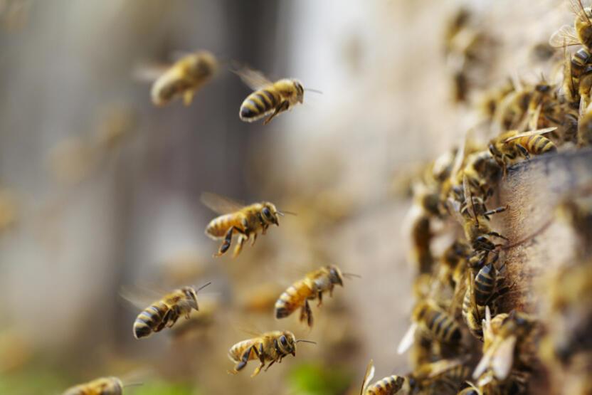 Sayıları her geçen gün azalıyor: Arıları korumak için neler yapabiliriz? 