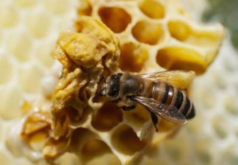 Yüksek protein kaynağı arı poleni! Faydaları saymakla bitmiyor