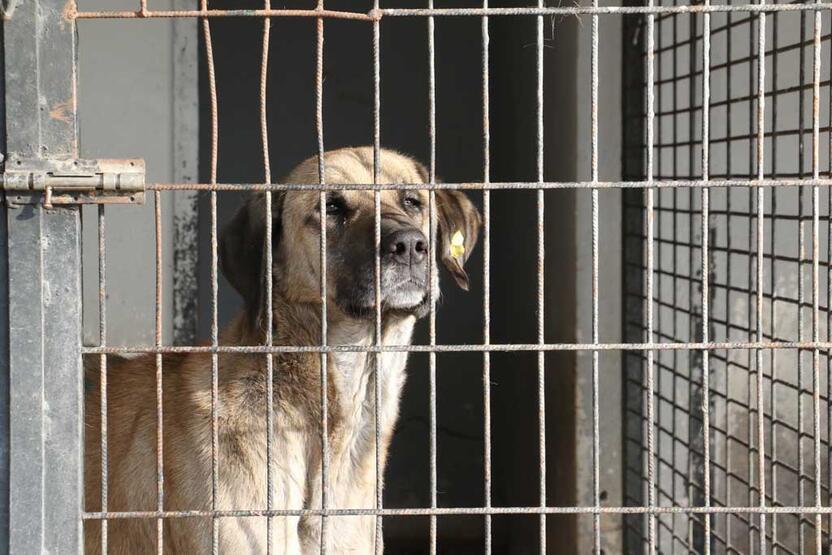 Yasaklı ırk köpeklerin öldürüldüğü iddia edilmişti: O barınak hayvanseverlere açıldı