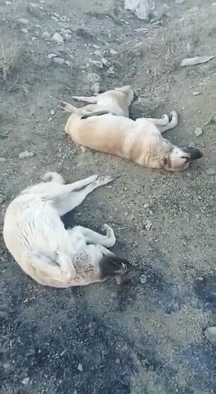 Elazığ’da köpek katliamı! 10 köpek zehirlendi