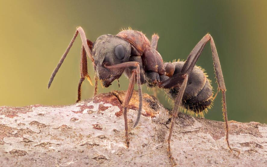 Kanser teşhisinde karıncaların rolü: "Sonuçlar umut verici"
