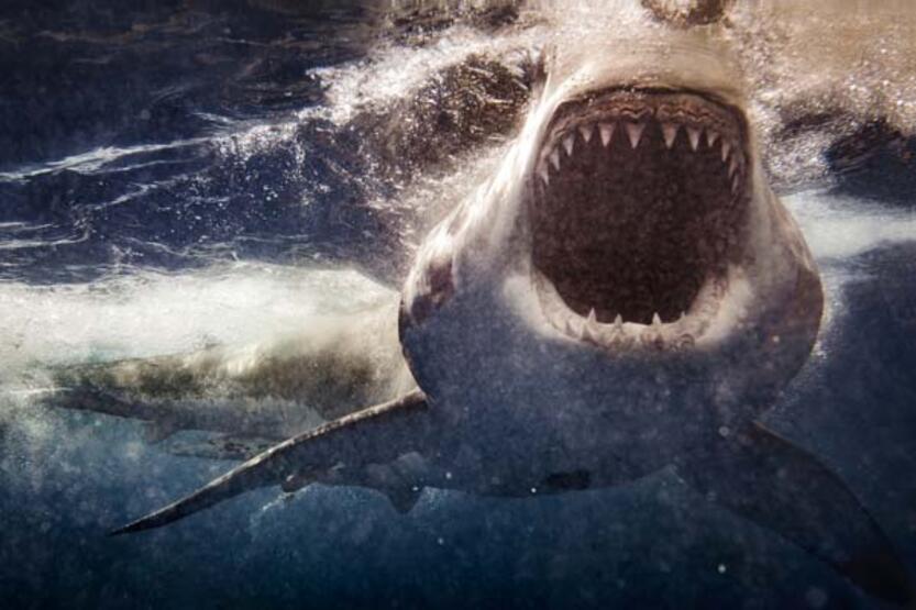 Türkiye kıyılarında köpekbalığı saldırısı riski var mı? - Günün Haberleri