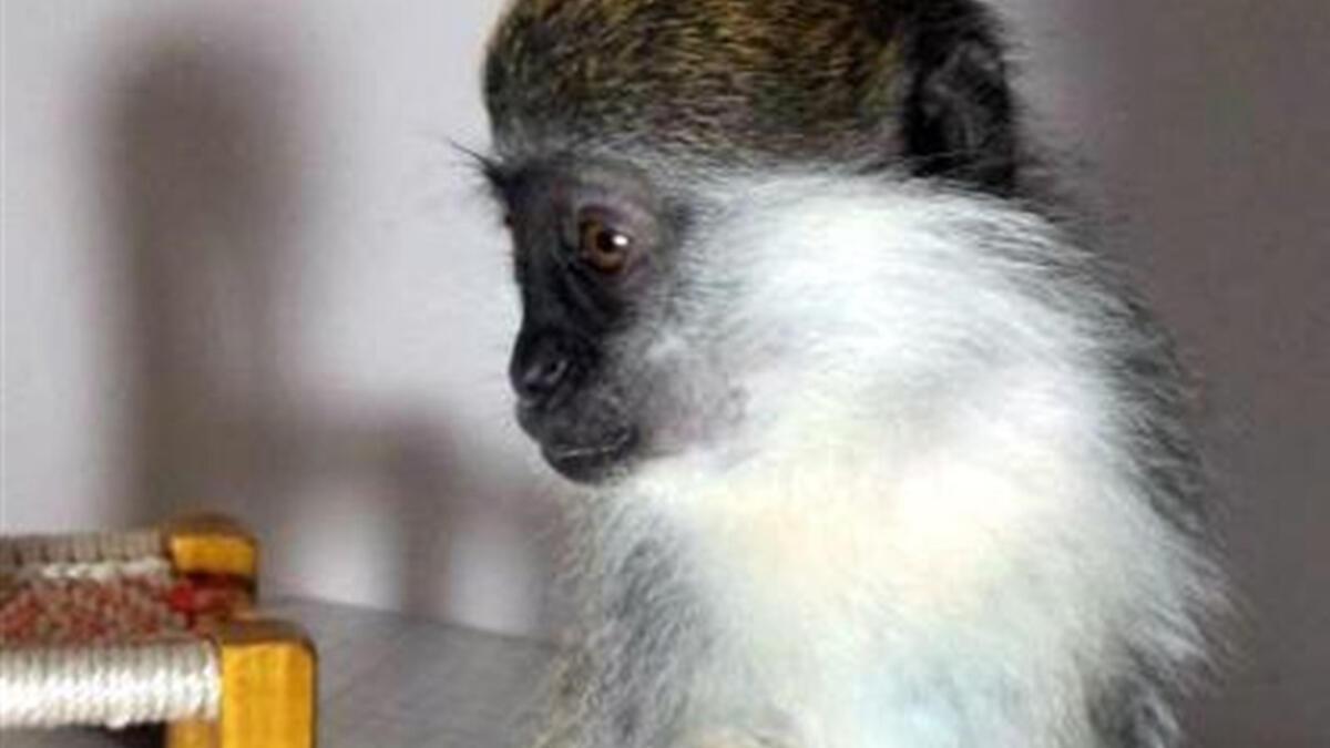 internetten maymun satisi son dakika flas haberler