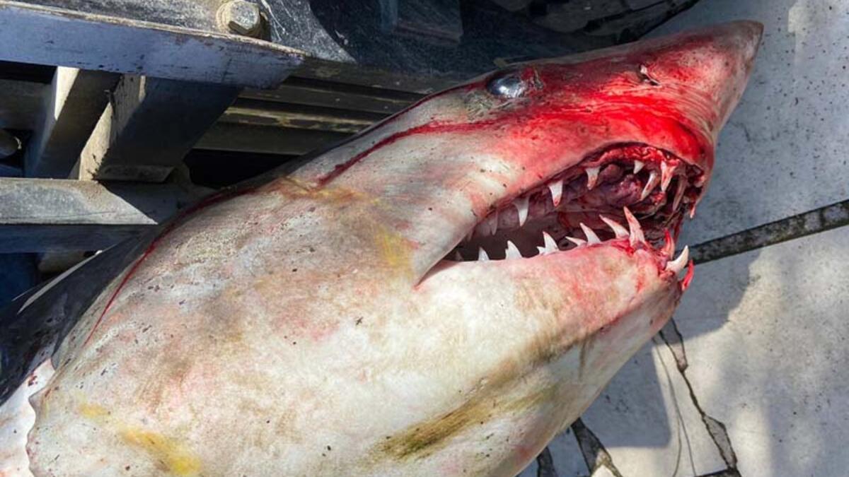 Antalya'da köpek balığı ölüsü sahile vurdu - Günün Haberleri