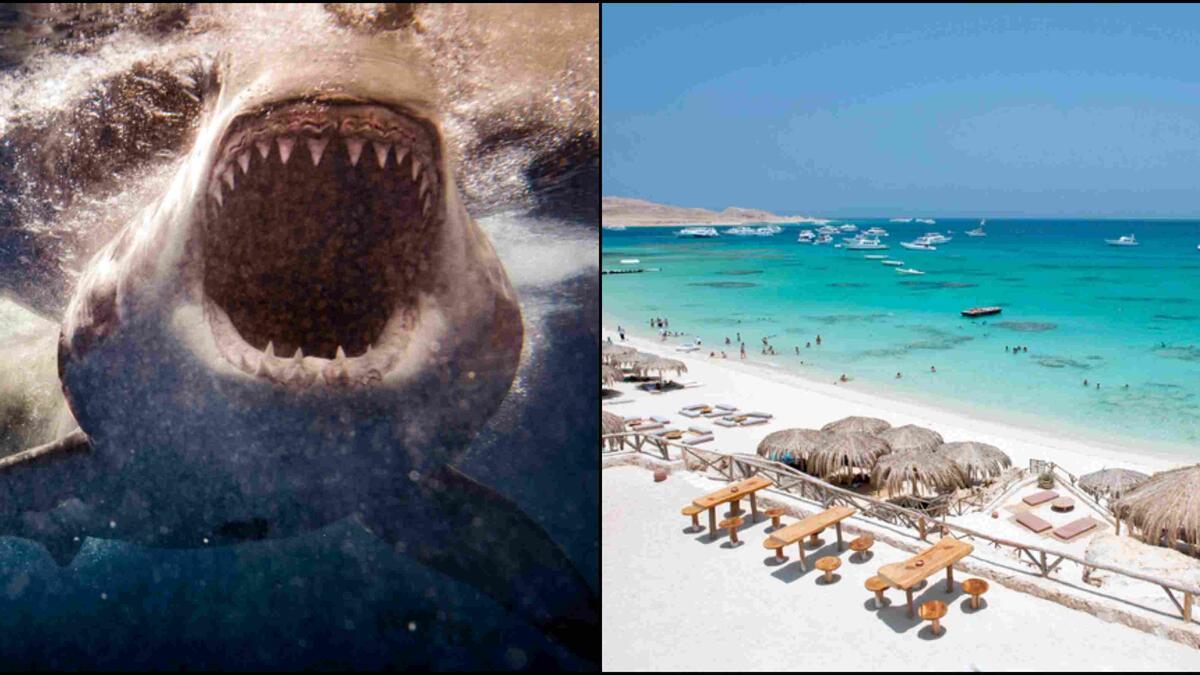 Mısır'da köpek balığı dehşeti: Kızıldeniz kıyı şeridi kapatıldı - Son