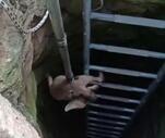 15 metrelik kuyuya düşen tilkiyi itfaiye kurtardı