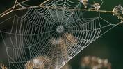 Örümcek ağlarında mikroplastikler tespit edildi