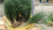 It is good for many diseases!  Citizens want zuzubak grass to be registered with geographical indication