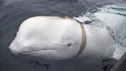 Casus balina İsveç kıyılarında