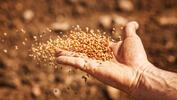 2023 TMO buğday alım fiyatları ne kadar oldu? Buğday fiyatları açıklandı! 